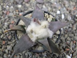 Ariocarpus confusus LH 471 La Escondida, NL pot 5,5 cm Cites IA