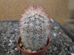 Echinocereus dasyacanthus výběr z květů, květináč 5,5 cm