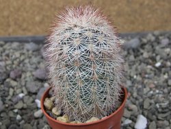 Echinocereus dasyacanthus výběr z květů, květináč 5,5 cm - 12411227