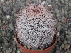 Echinocereus dasyacanthus výběr z květů, květináč 5,5 cm - 12411229