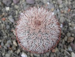 Echinocereus dasyacanthus výběr z květů, květináč 5,5 cm - 12411230