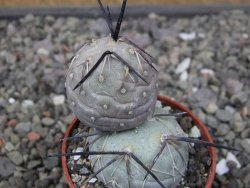 Tephrocactus geometricus pot 5,5 cm