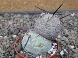 Tephrocactus geometricus pot 5,5 cm - 12411238