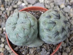 Tephrocactus geometricus pot 5,5 cm - 12411240