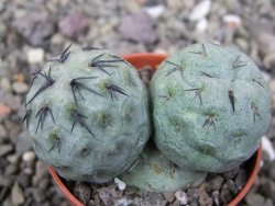 Tephrocactus geometricus pot 5,5 cm - 12411242