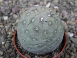 Tephrocactus geometricus pot 5,5 cm - 12411244