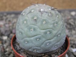 Tephrocactus geometricus pot 5,5 cm - 12411245