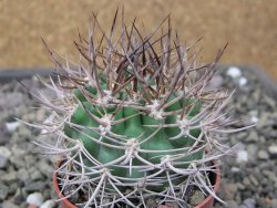 Pyrrhocactus bulbocalyx, pot 5,5 cm