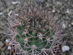 Pyrrhocactus bulbocalyx, pot 5,5 cm - 12411249