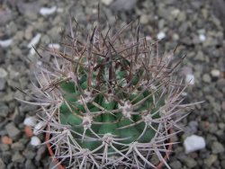 Pyrrhocactus bulbocalyx, pot 5,5 cm - 12411250
