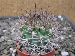 Pyrrhocactus bulbocalyx, pot 5,5 cm - 12411251