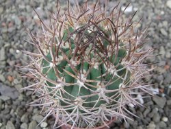 Pyrrhocactus bulbocalyx, pot 5,5 cm - 12411254