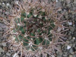 Pyrrhocactus bulbocalyx, pot 5,5 cm - 12411255