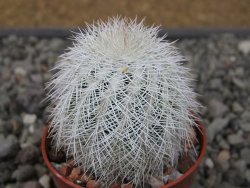 Echinocereus reichenbachii albispinus x baileyi květináč 5,5 cm