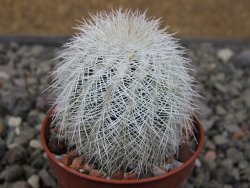 Echinocereus reichenbachii albispinus x baileyi květináč 5,5 cm - 12411259