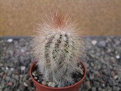 Echinocereus baileyi DJF 1327 Medicine Park, květináč 5,5 cm - 12411262