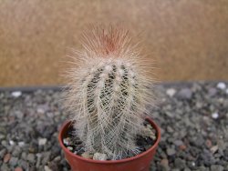 Echinocereus baileyi DJF 1327 Medicine Park, květináč 5,5 cm - 12411263