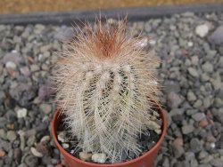 Echinocereus baileyi DJF 1327 Medicine Park, květináč 5,5 cm - 12411264