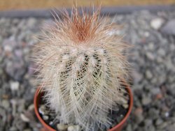 Echinocereus baileyi DJF 1327 Medicine Park, květináč 5,5 cm