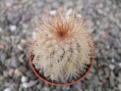 Echinocereus baileyi DJF 1327 Medicine Park, květináč 5,5 cm - 12411266