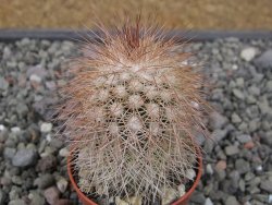 Echinocereus baileyi DJF 1327 Medicine Park, květináč 5,5 cm