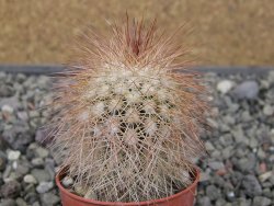 Echinocereus baileyi DJF 1327 Medicine Park, květináč 5,5 cm - 12411269