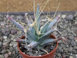 Leuchtenbergia principis květináč 5,5 cm - 12411270