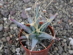 Leuchtenbergia principis květináč 5,5 cm - 12411271