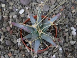 Leuchtenbergia principis květináč 5,5 cm - 12411272