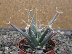 Leuchtenbergia principis květináč 5,5 cm - 12411276