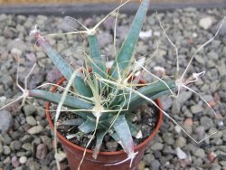Leuchtenbergia principis květináč 5,5 cm - 12411278