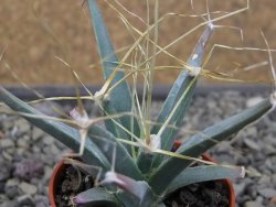 Leuchtenbergia principis květináč 5,5 cm - 12411284