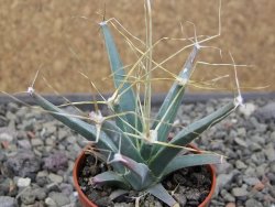 Leuchtenbergia principis květináč 5,5 cm - 12411285