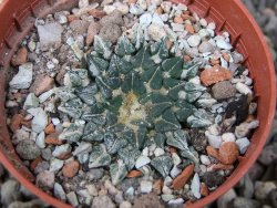 Ariocarpus kotschoubeyanus albiflorus Tula pot 5,5 cm