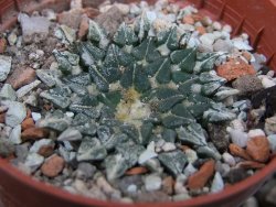 Ariocarpus kotschoubeyanus albiflorus Tula pot 5,5 cm - 12411288