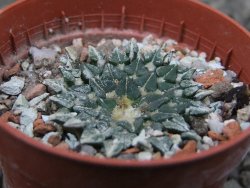 Ariocarpus kotschoubeyanus albiflorus Tula pot 5,5 cm - 12411289