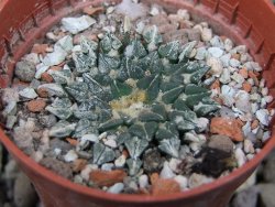 Ariocarpus kotschoubeyanus albiflorus Tula pot 5,5 cm - 12411291