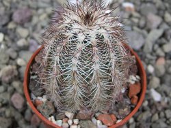 Echinocereus X purpureus, květináč 5,5 cm - 12411293