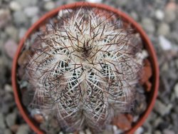 Echinocereus X purpureus, květináč 5,5 cm - 12411294