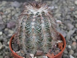 Echinocereus X purpureus, květináč 5,5 cm - 12411295