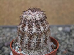 Echinocereus X purpureus, květináč 5,5 cm - 12411297