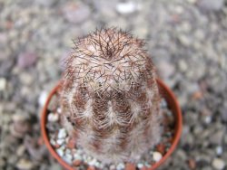 Echinocereus X purpureus, květináč 5,5 cm - 12411298