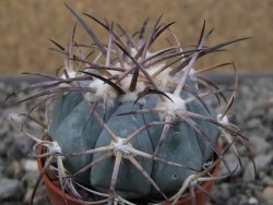 Echinocactus horizonthalonius pot 5,5 cm
