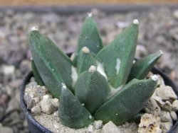 Ariocarpus retusus scapharostroides Villa Juarez pot 5,5 cm