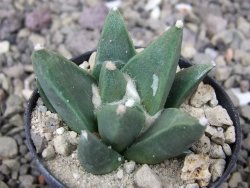 Ariocarpus retusus scapharostroides Villa Juarez pot 5,5 cm - 12411305