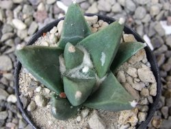 Ariocarpus retusus scapharostroides Villa Juarez pot 5,5 cm - 12411306