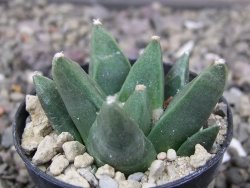 Ariocarpus retusus scapharostroides Villa Juarez pot 5,5 cm - 12411307