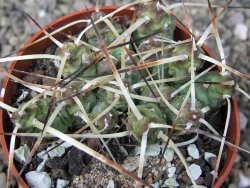 Maihuenia ovata, květináč 6,5 cm