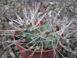 Maihuenia ovata, květináč 5,5 cm