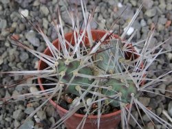 Maihuenia ovata, květináč 5,5 cm - 12411314